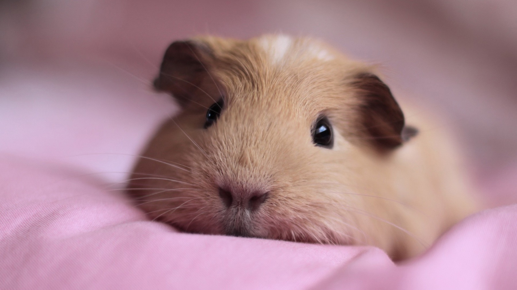 A guinea pig looking toward the camera